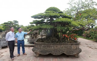 Đại gia Hà Nội làm "dậy sóng” làng cây cảnh khi chi 24 tỷ đồng mua 2 cây sanh